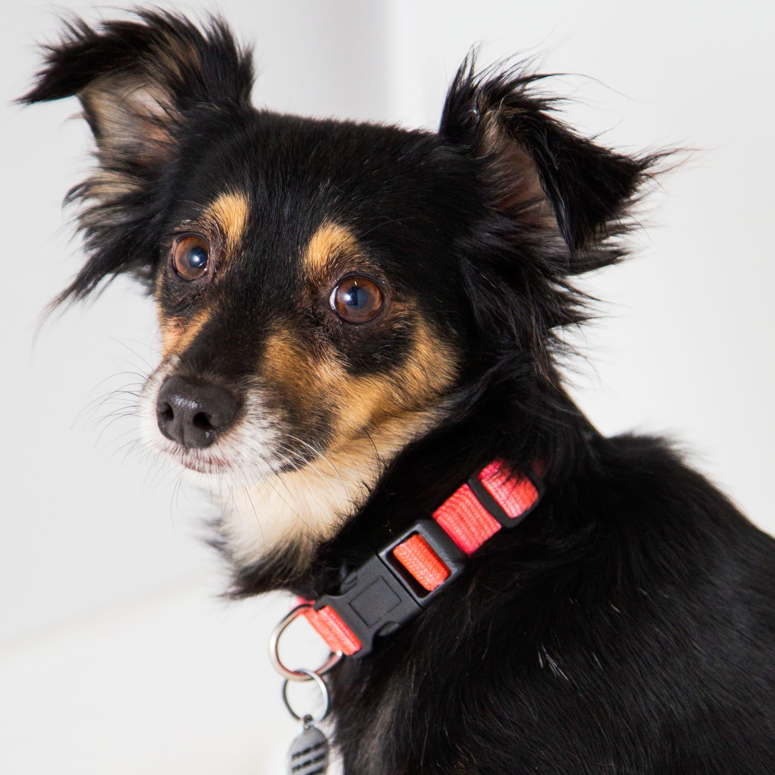 Lilac, a ADOPTABLE mixed breed in Santa Monica, CA image 1/4