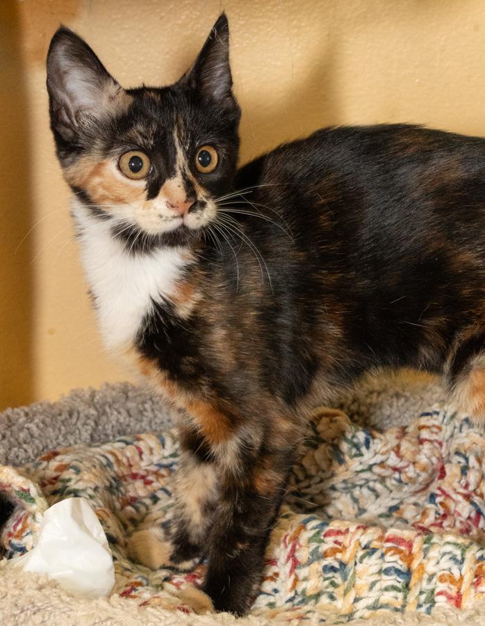 Lily, a ADOPTABLE Domestic Short Hair in Paramus, NJ image 3/3