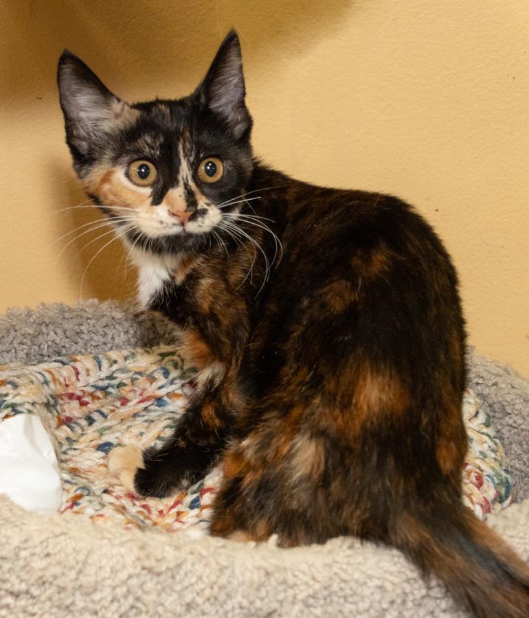 Lily, ADOPTABLE, Kitten Female Domestic Short Hair.