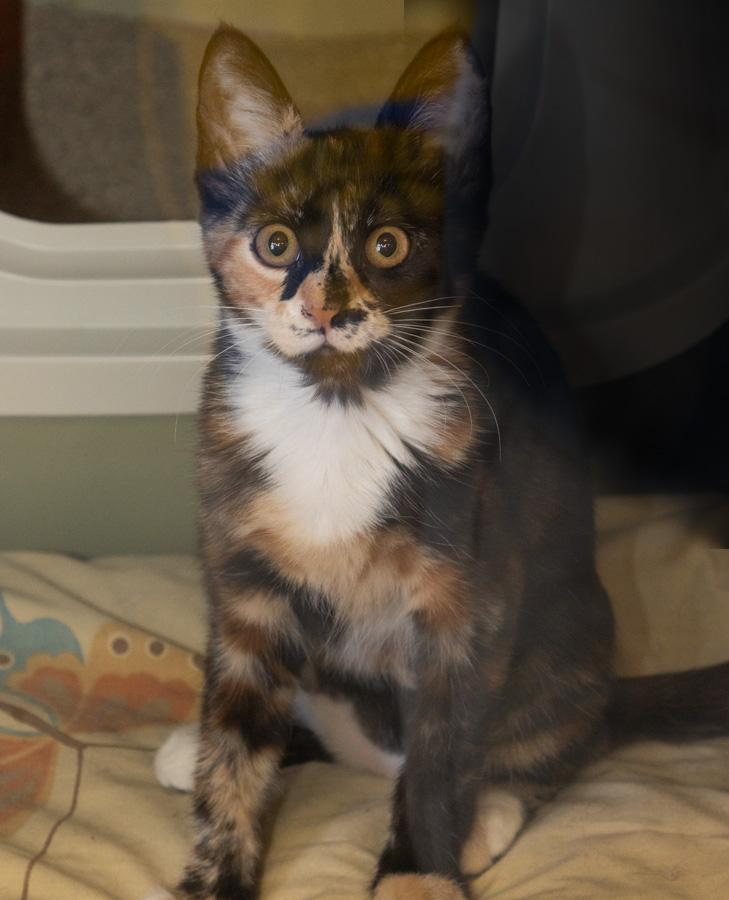 Lily, a ADOPTABLE Domestic Short Hair in Paramus, NJ image 2/3