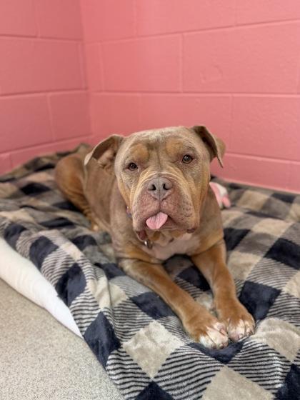 Enlarge Lorelai, a ADOPTABLE Mixed Breed in Manitowoc, WI image 1/1