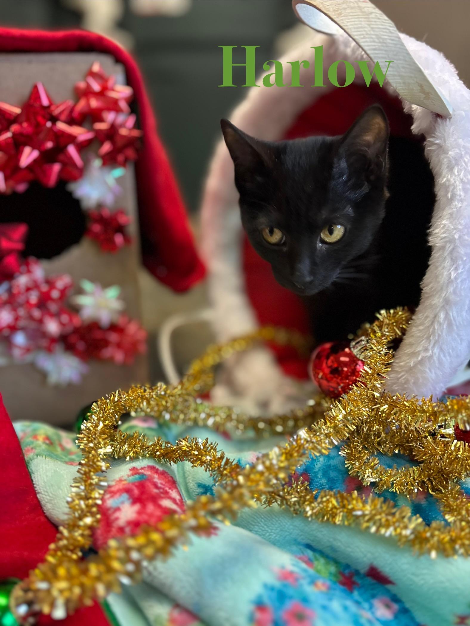 Harlow, a Adoptable Domestic Medium Hair in Crescent City, CA image 2/5