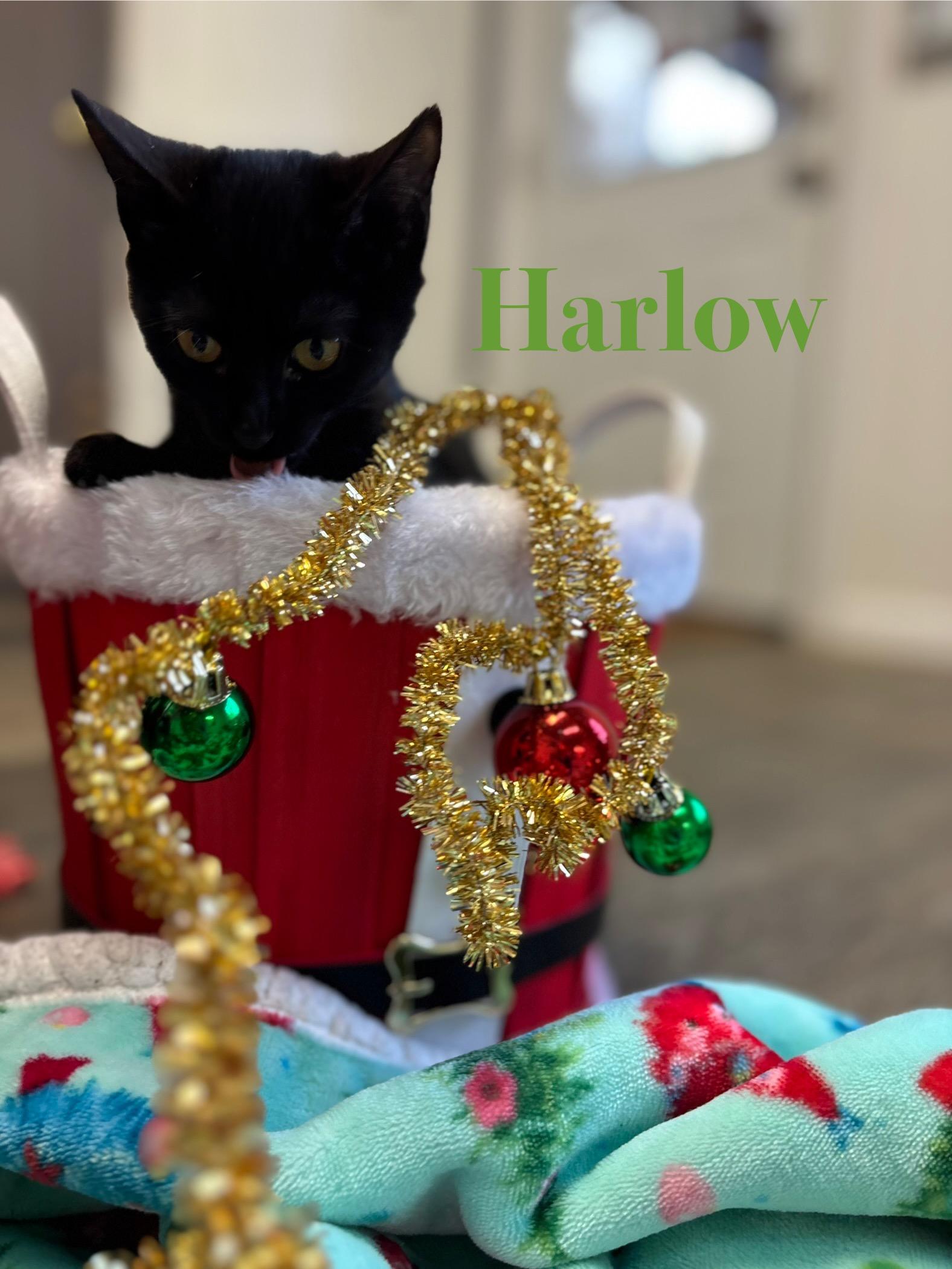 Harlow, Adoptable, Kitten Female Domestic Medium Hair.