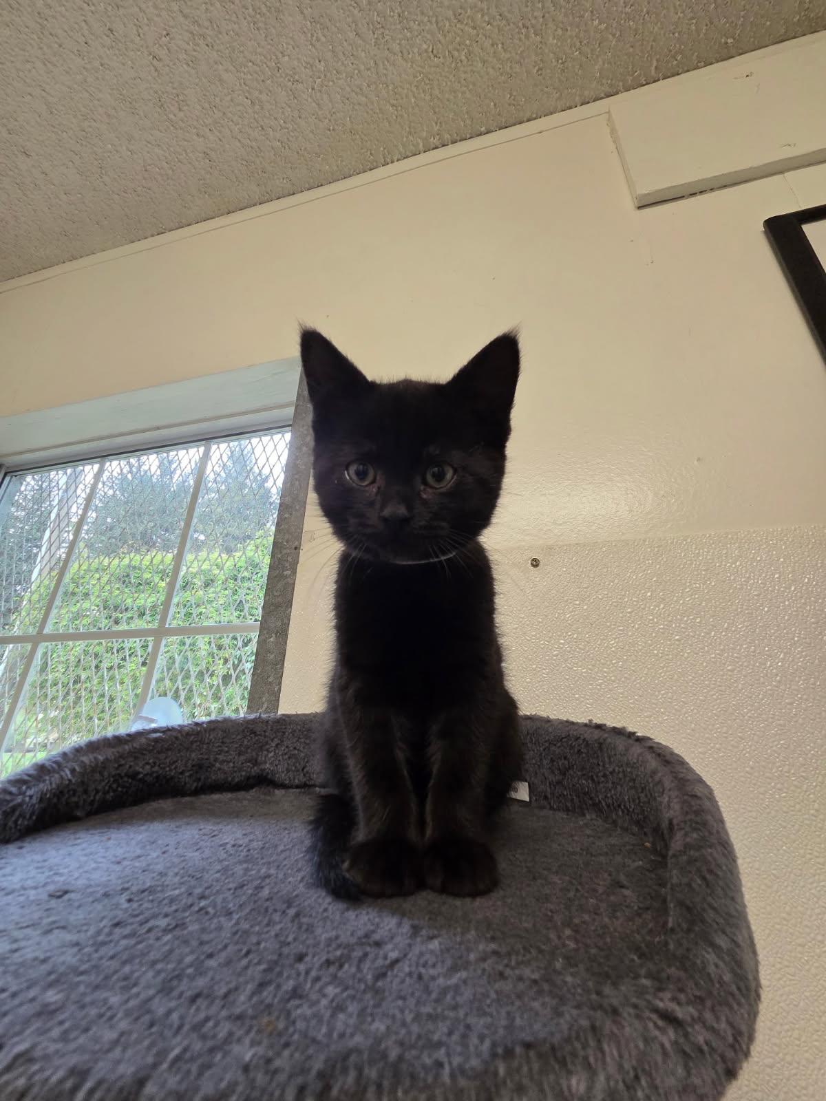 Harlow, a Adoptable Domestic Medium Hair in Crescent City, CA image 5/5