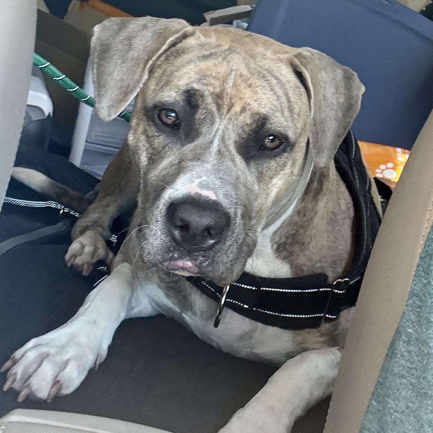 Enlarge Blue, a ADOPTABLE mixed breed in Calabash, NC image 2/4