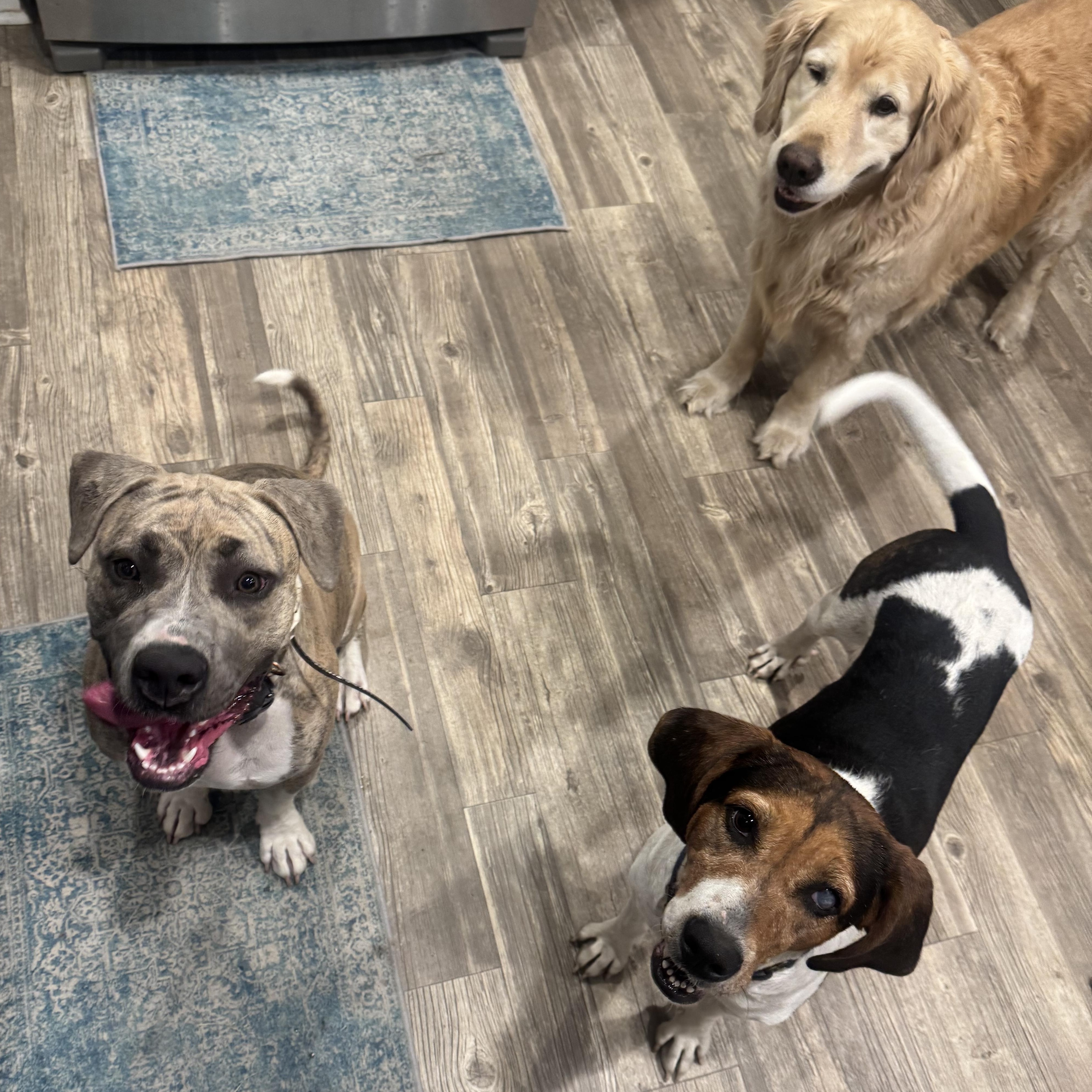 Enlarge Blue, a ADOPTABLE mixed breed in Calabash, NC image 4/4