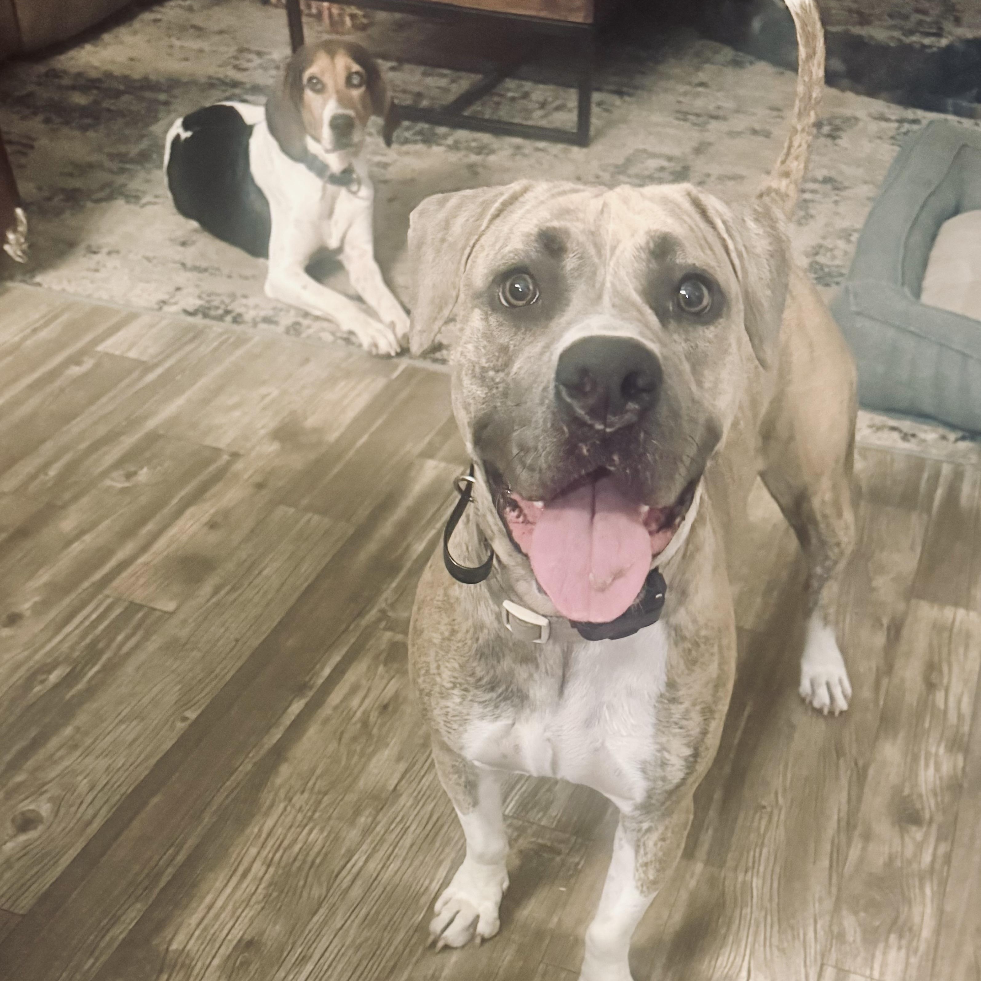 Blue, ADOPTABLE, Young Female Staffordshire Bull Terrier & American Bully.