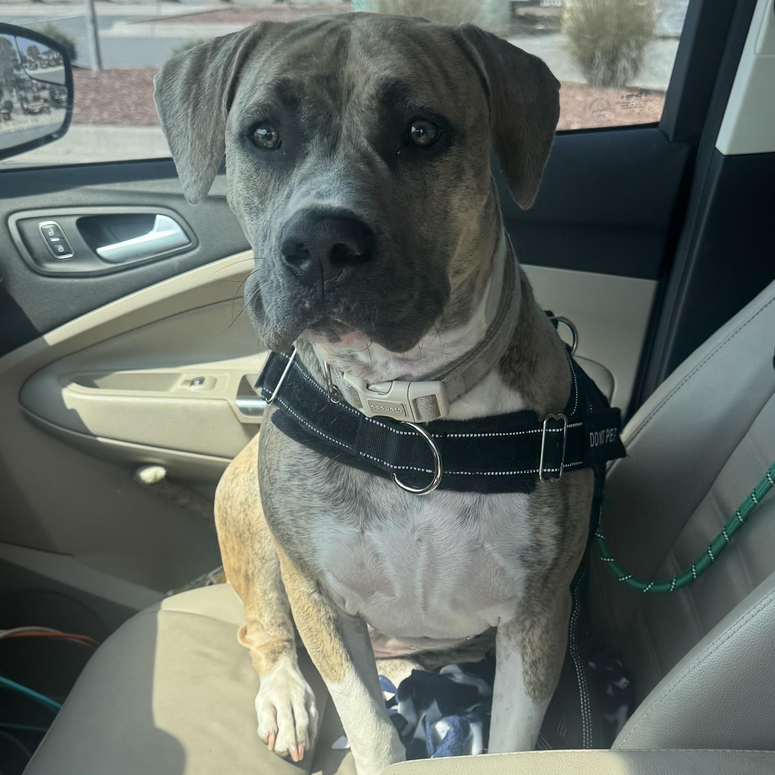 Enlarge Blue, a ADOPTABLE mixed breed in Calabash, NC image 3/4