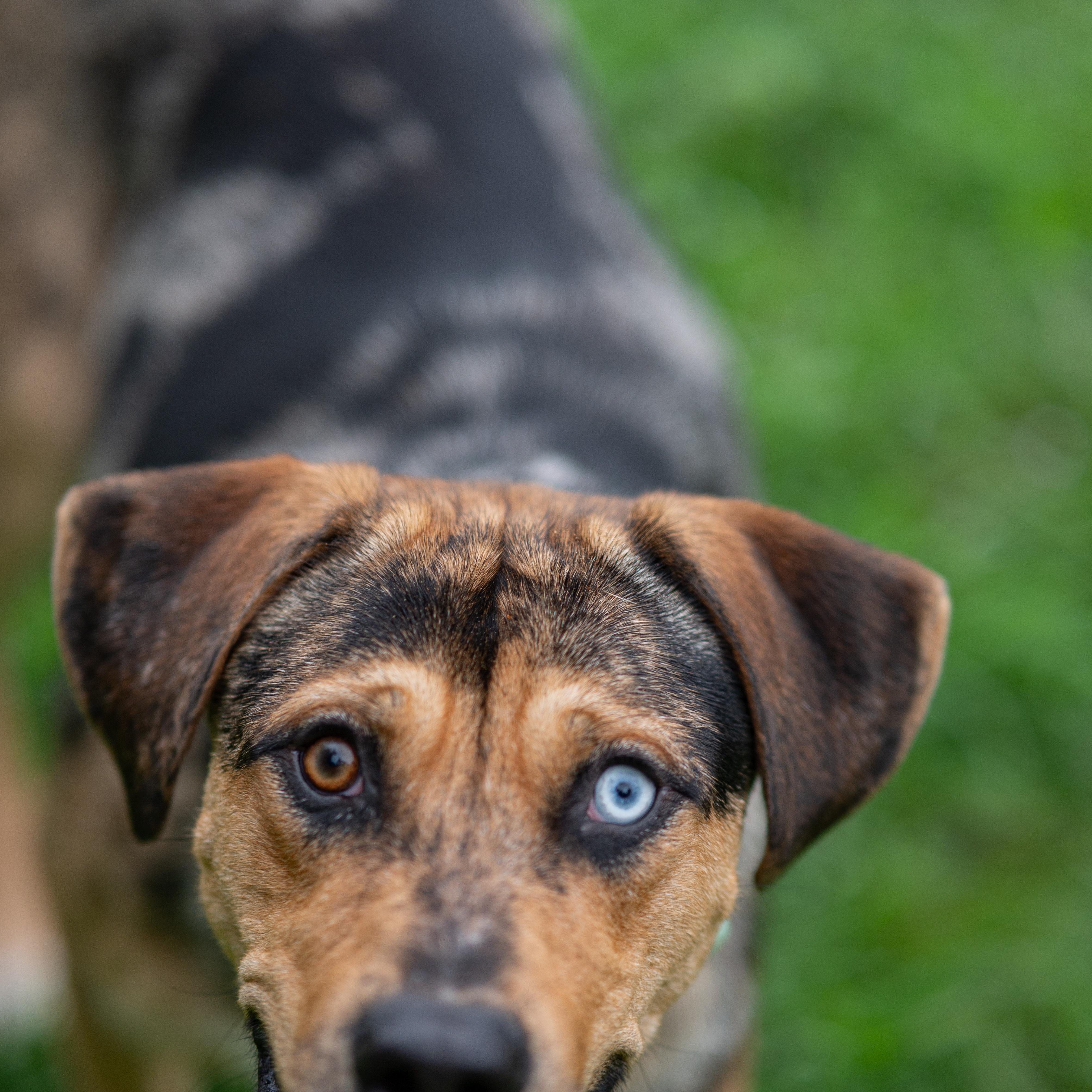 Griffin, adoptable, Adult Male Catahoula Leopard Dog.