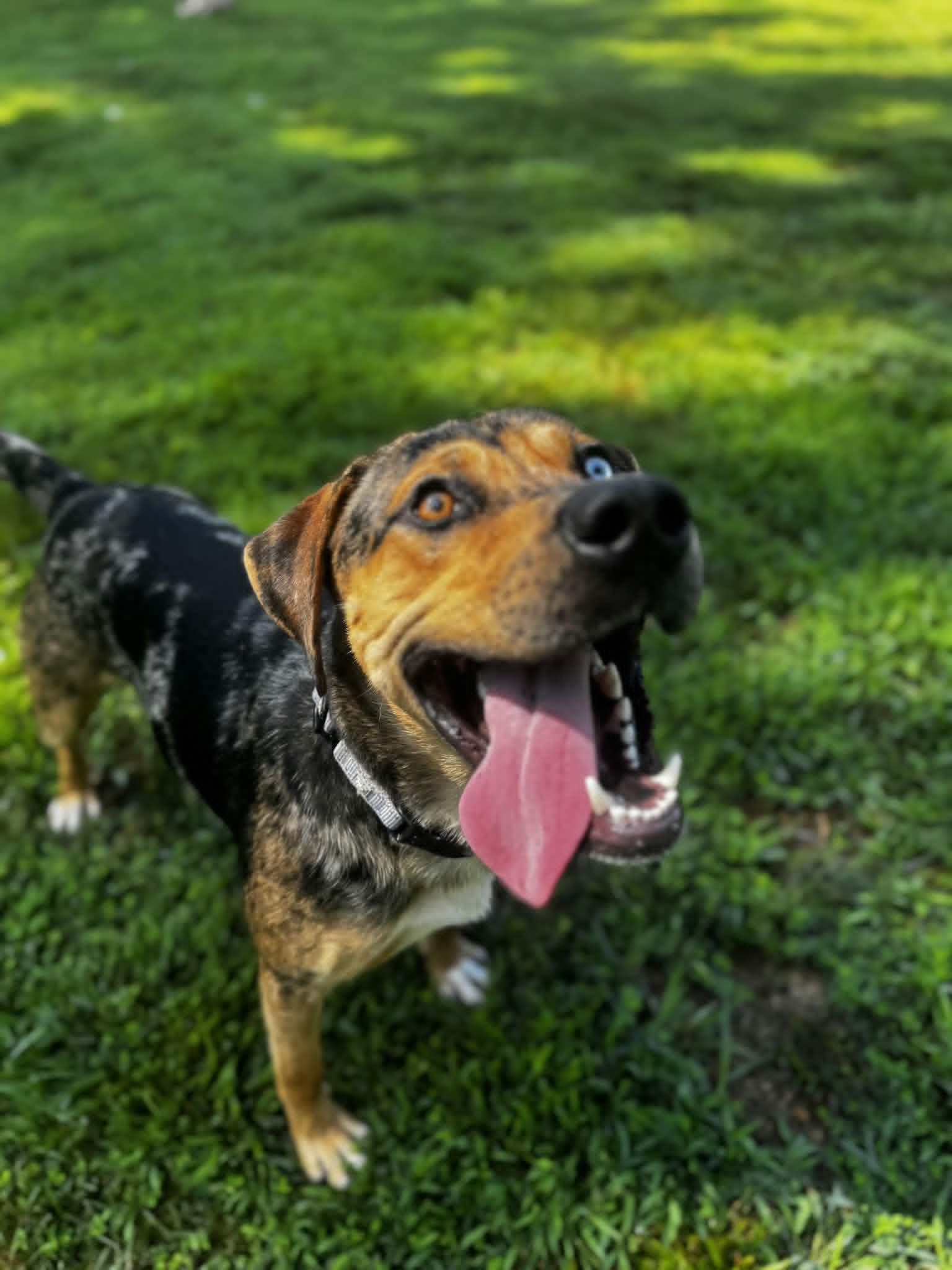 Griffin, an adoptable Catahoula Leopard Dog in Orange, VA image 6/6
