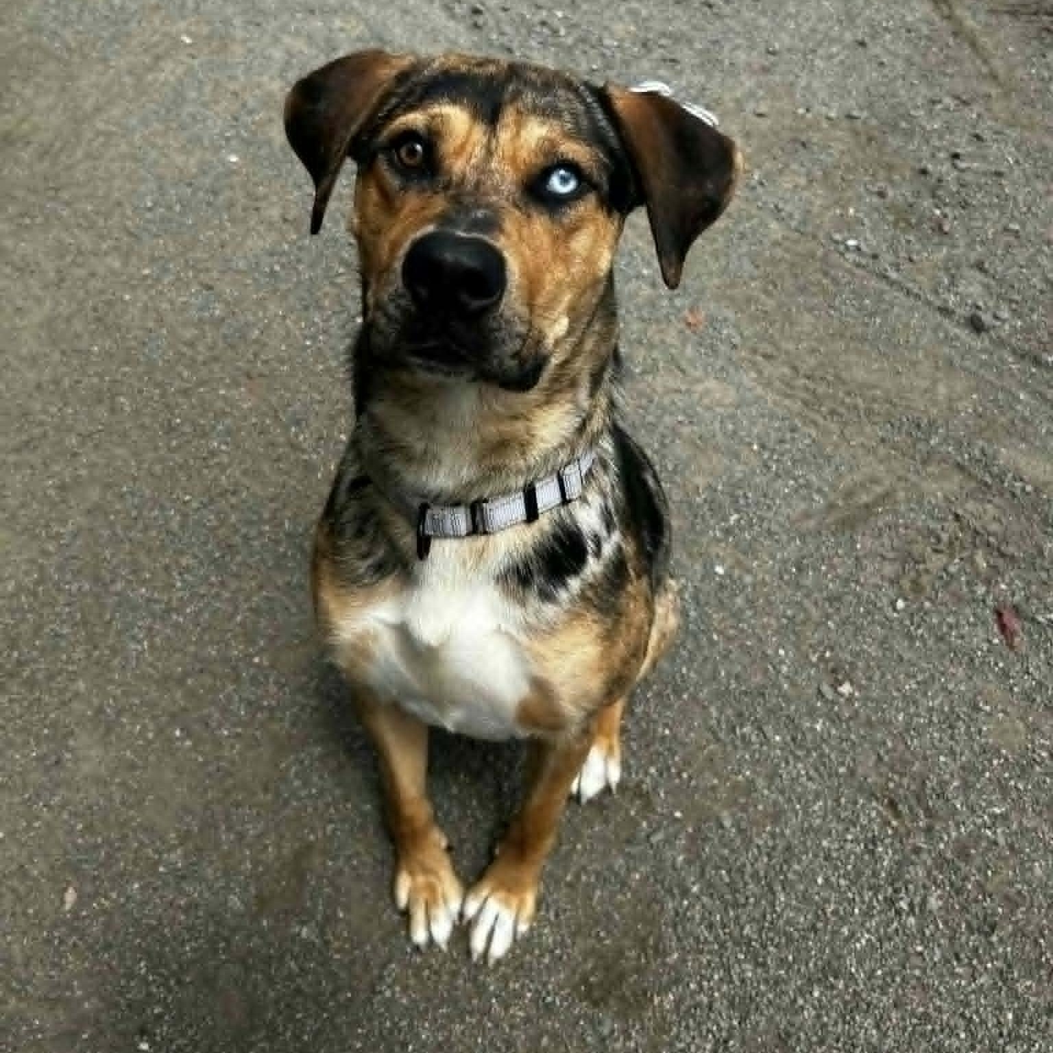 Griffin, an adoptable Catahoula Leopard Dog in Orange, VA image 3/6