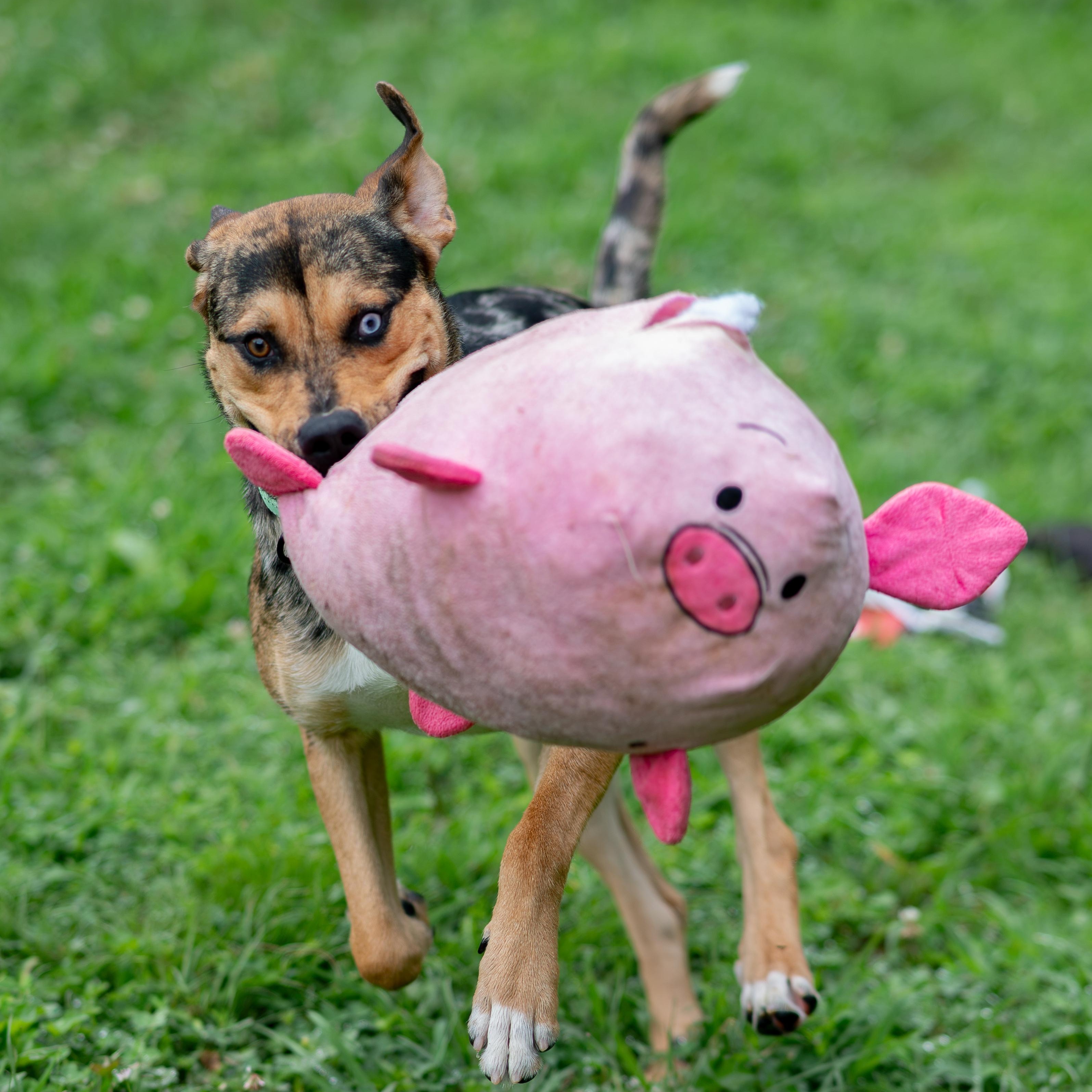 Griffin, an adoptable Catahoula Leopard Dog in Orange, VA image 2/6