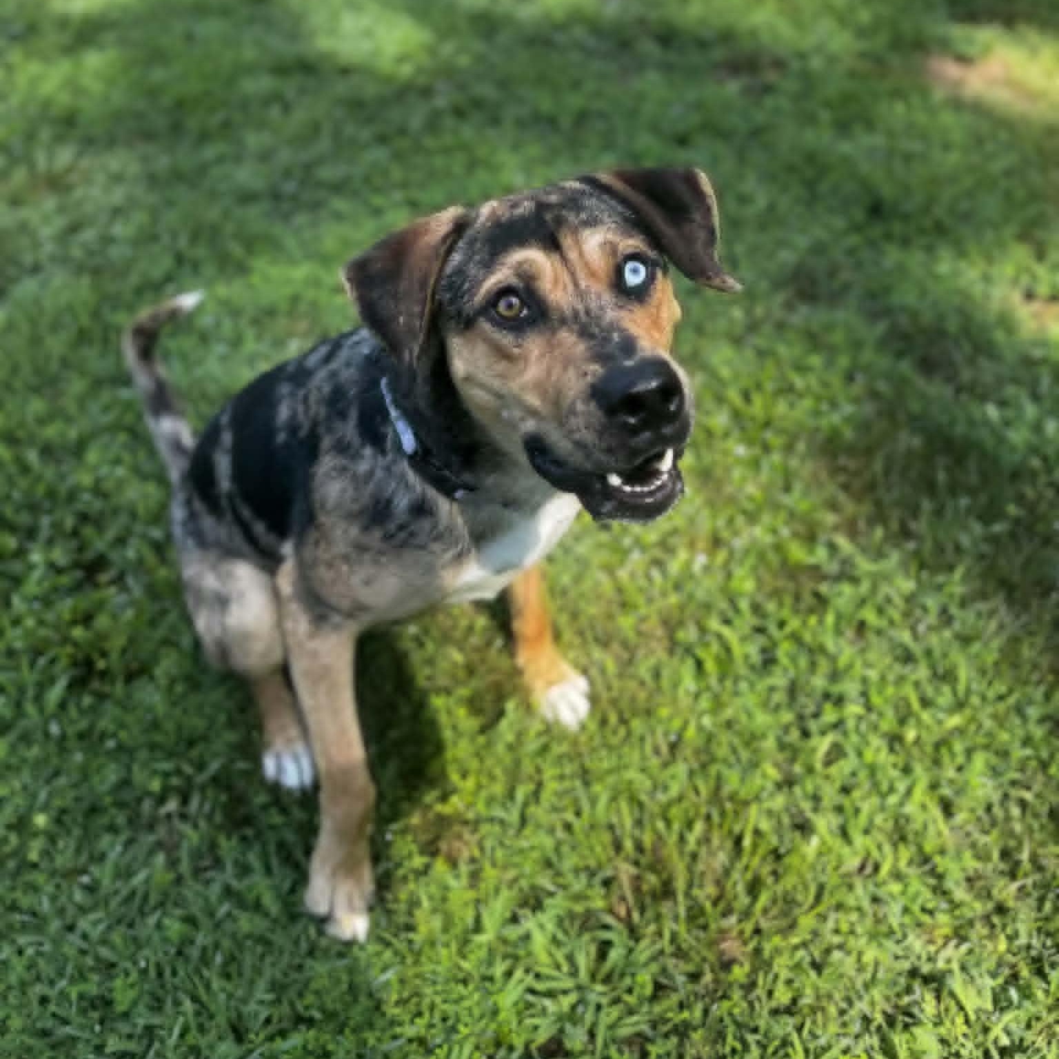 Griffin, an adoptable Catahoula Leopard Dog in Orange, VA image 4/6