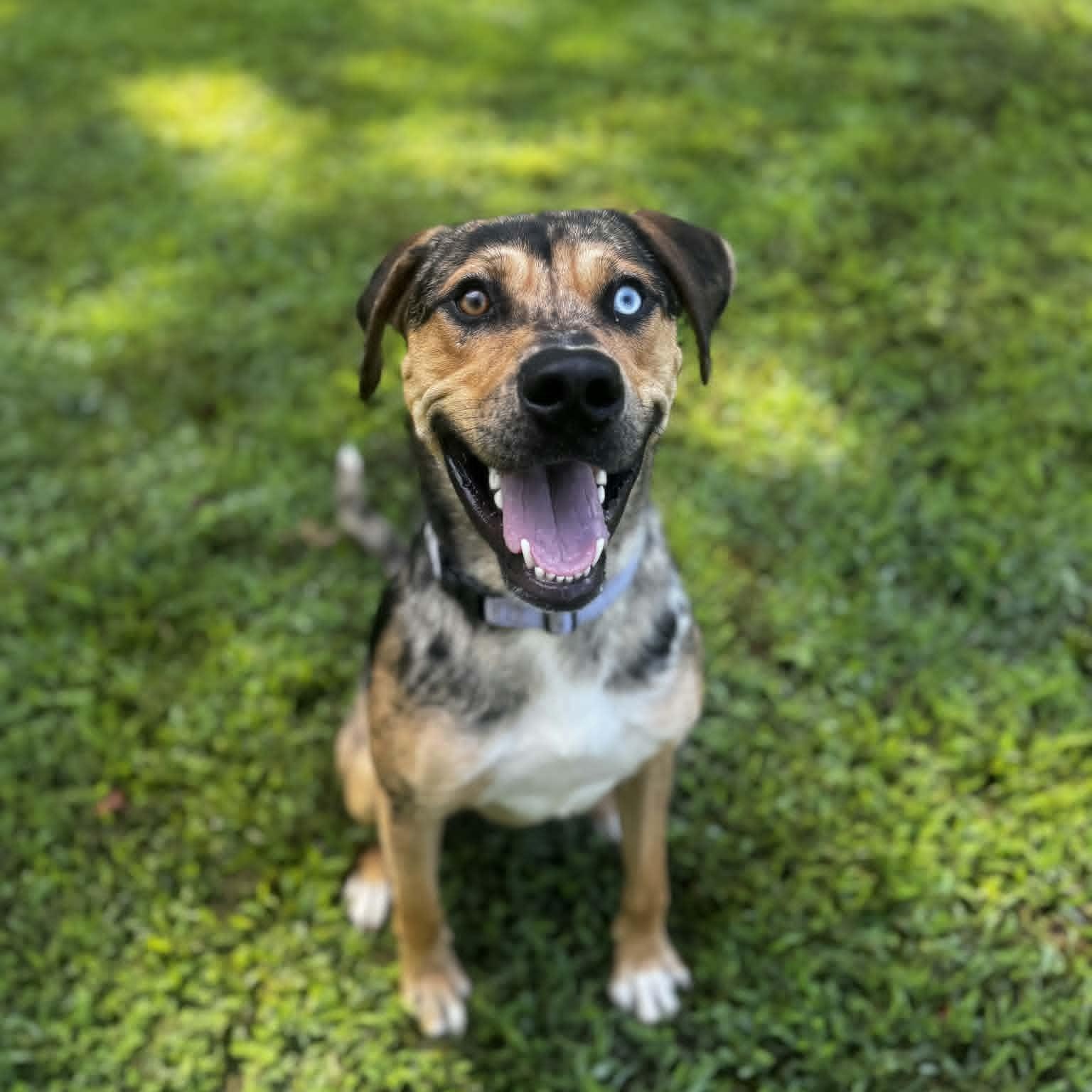Griffin, an adoptable Catahoula Leopard Dog in Orange, VA image 5/6