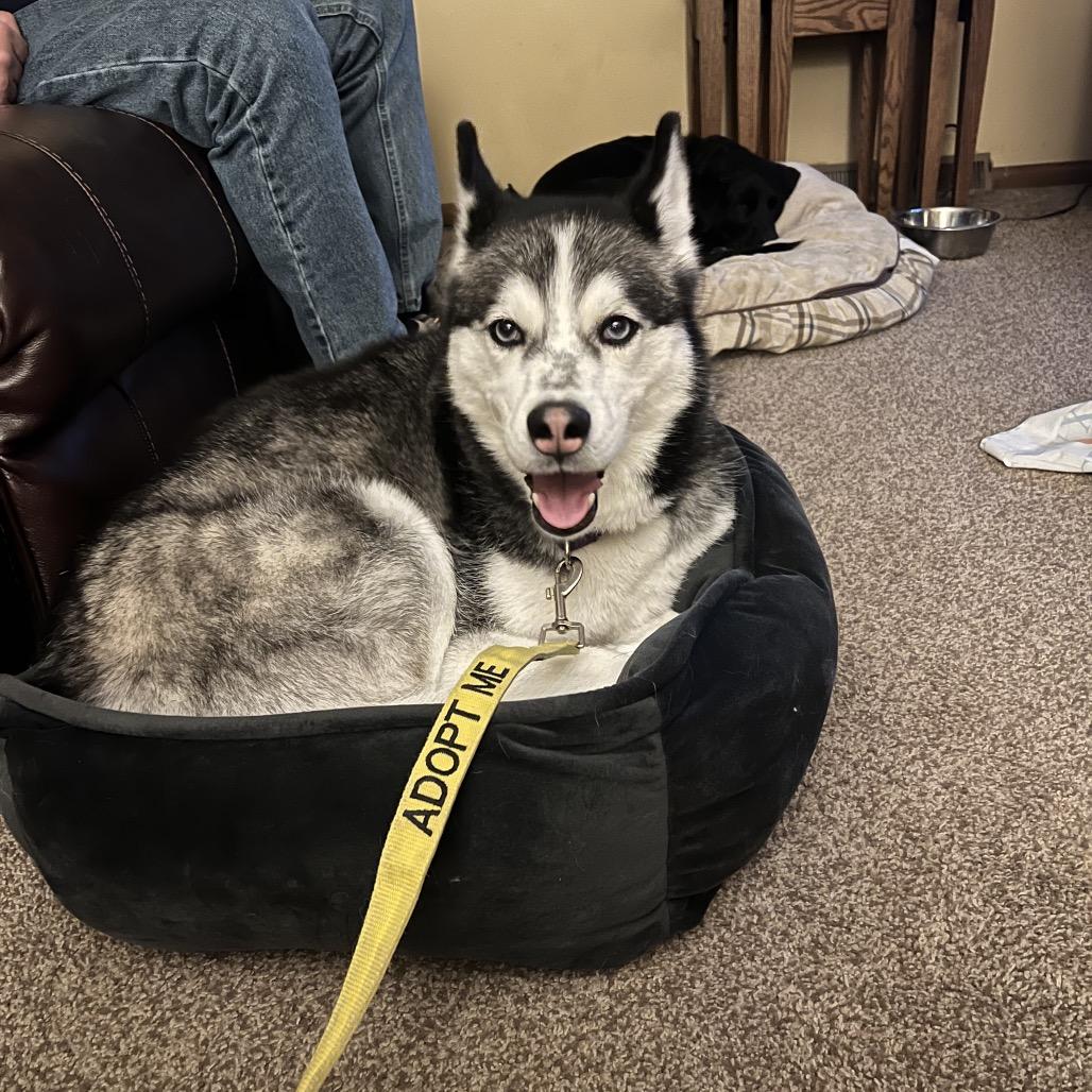 Daisy Marie, a Adoptable mixed breed in Columbia Station, OH image 1/6