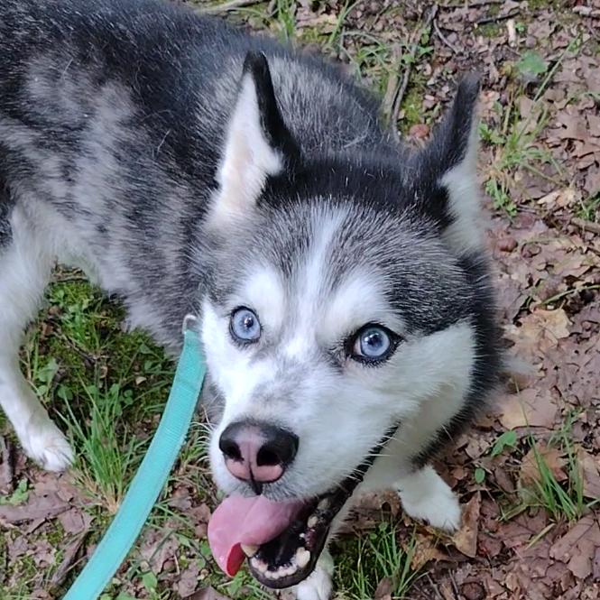 Daisy Marie, Adoptable, Senior Female Husky & Husky.
