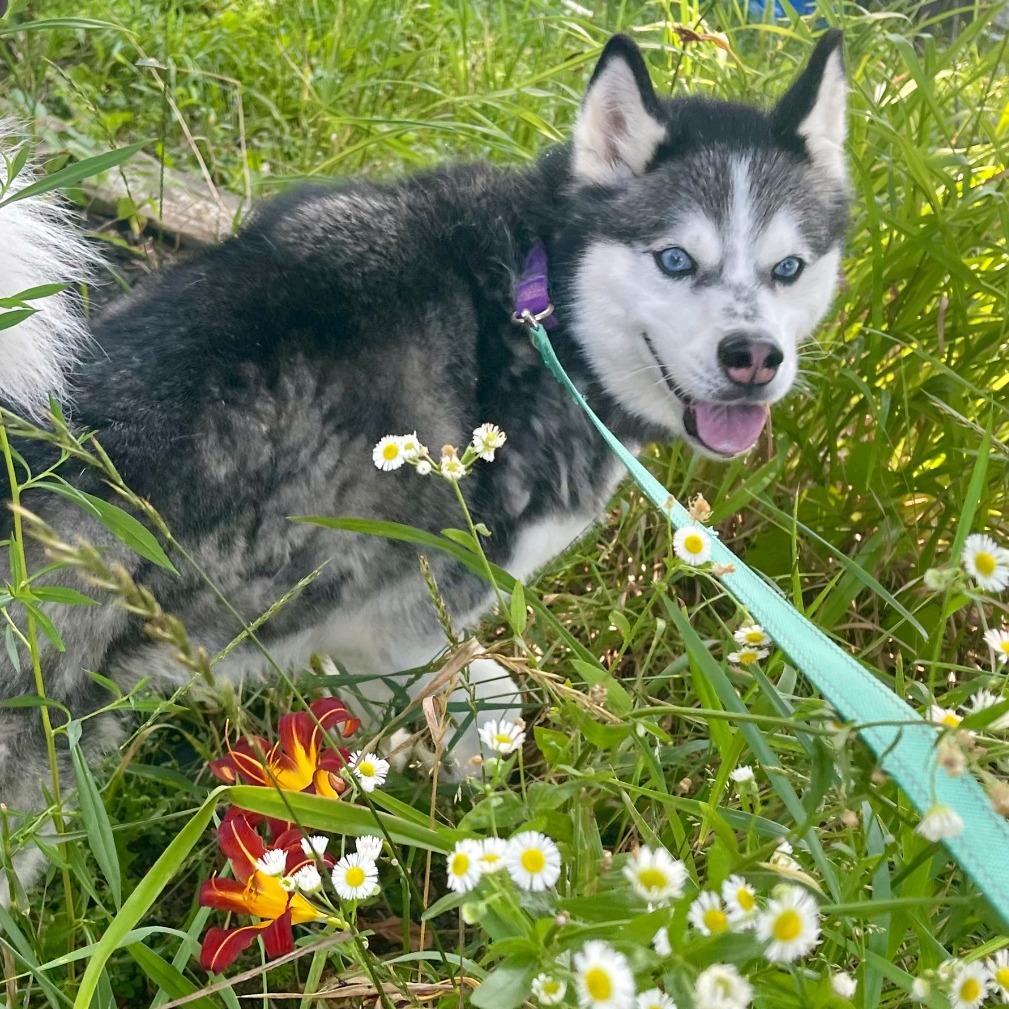 Enlarge Daisy Marie, a Adoptable mixed breed in Columbia Station, OH image 4/6
