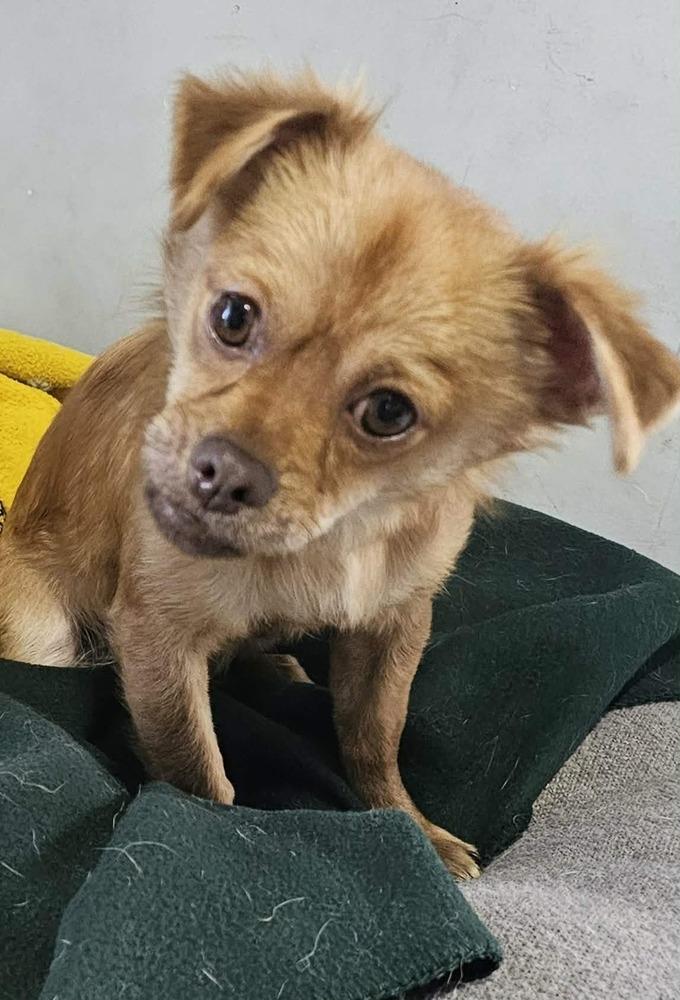Chewie, Adoptable, Puppy Male Chihuahua & Terrier.