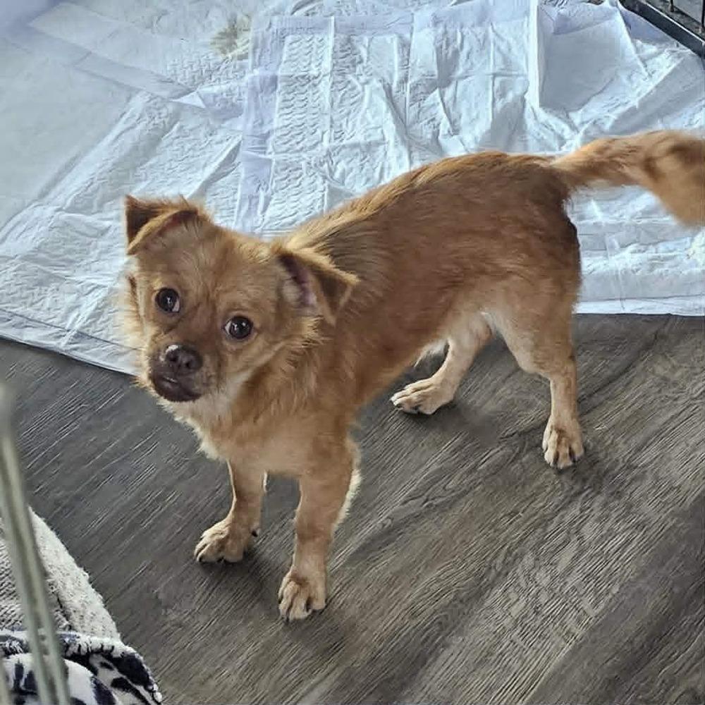 Enlarge Chewie, a Adoptable mixed breed in Santa Rosa, CA image 2/3