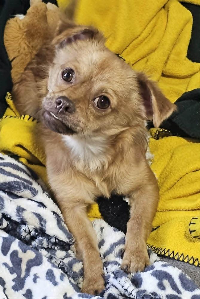 Enlarge Chewie, a Adoptable mixed breed in Santa Rosa, CA image 3/3
