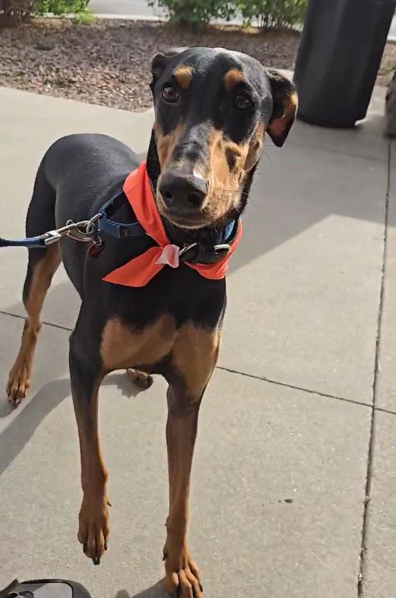Enlarge London, a Adopted Doberman Pinscher in Coachella, CA image 3/4