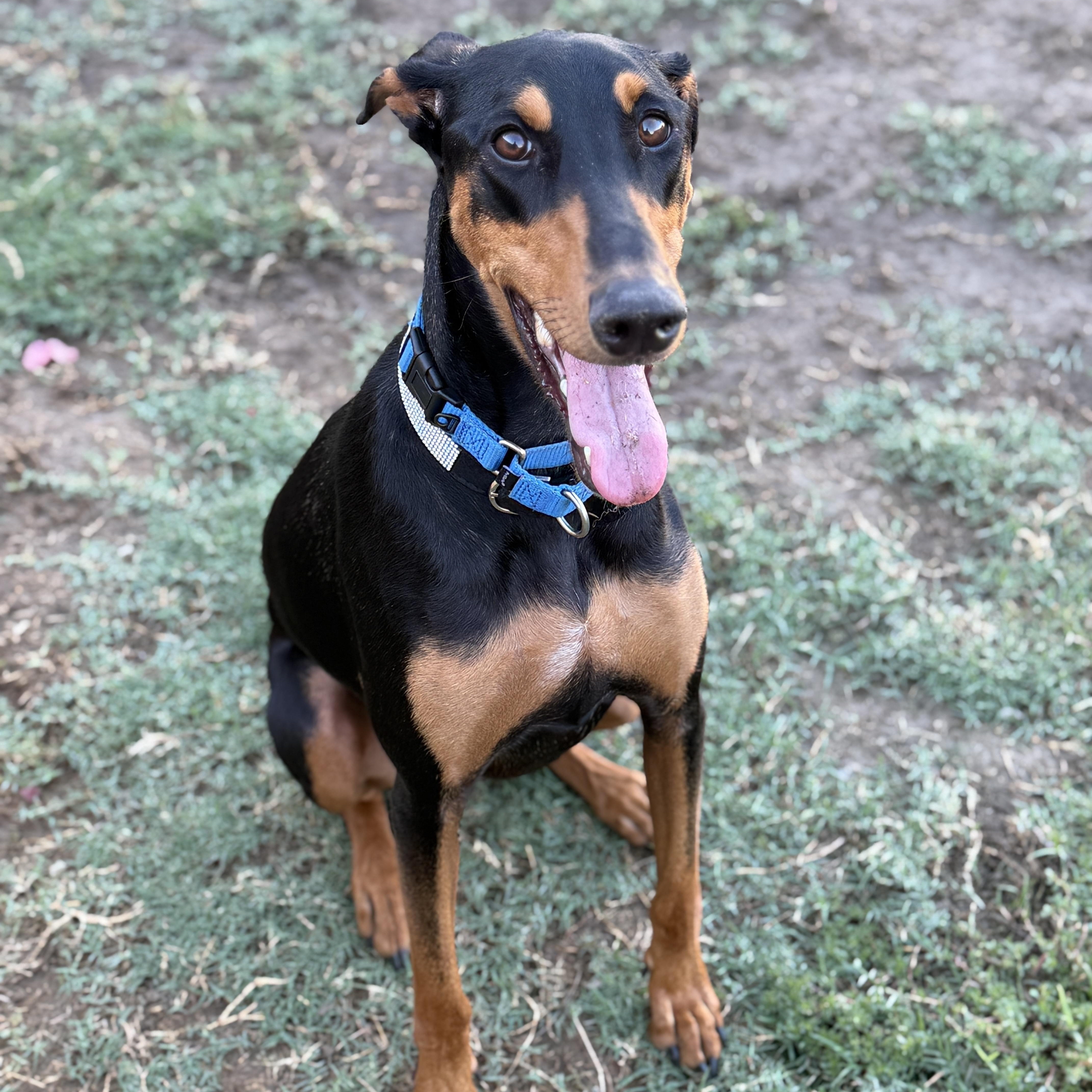 Enlarge London, a Adopted Doberman Pinscher in Coachella, CA image 2/4