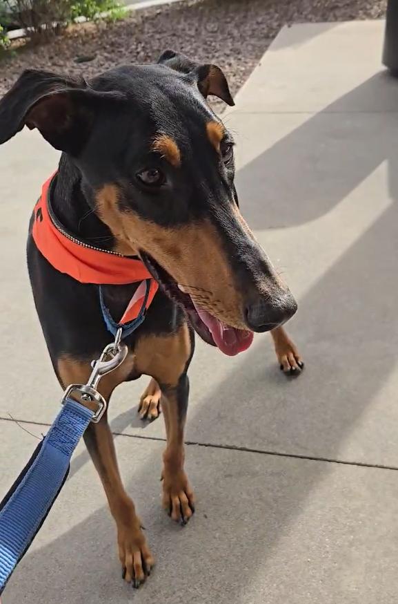 Enlarge London, a Adopted Doberman Pinscher in Coachella, CA image 4/4