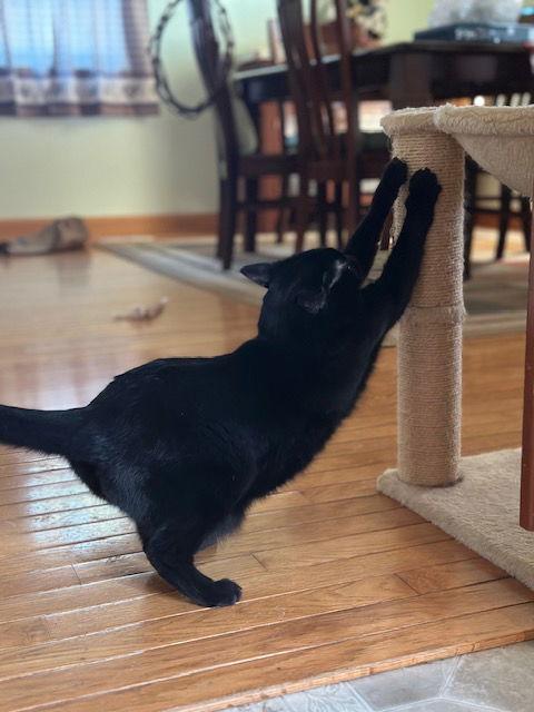 Enlarge Calypso (21-160), a Adopted Domestic Short Hair in Ocean Pines, MD image 1/3