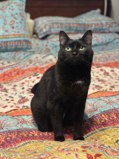 Enlarge Calypso (21-160), a Adopted Domestic Short Hair in Ocean Pines, MD image 2/3