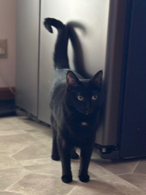 Enlarge Calypso (21-160), a Adopted Domestic Short Hair in Ocean Pines, MD image 3/3