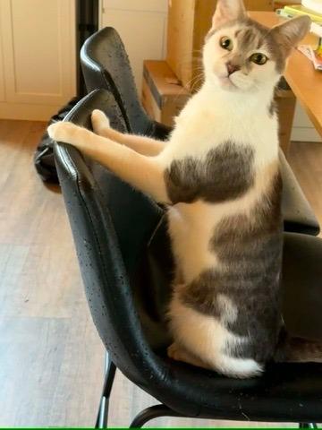 Louise, Adoptable, Adult Female Domestic Short Hair.