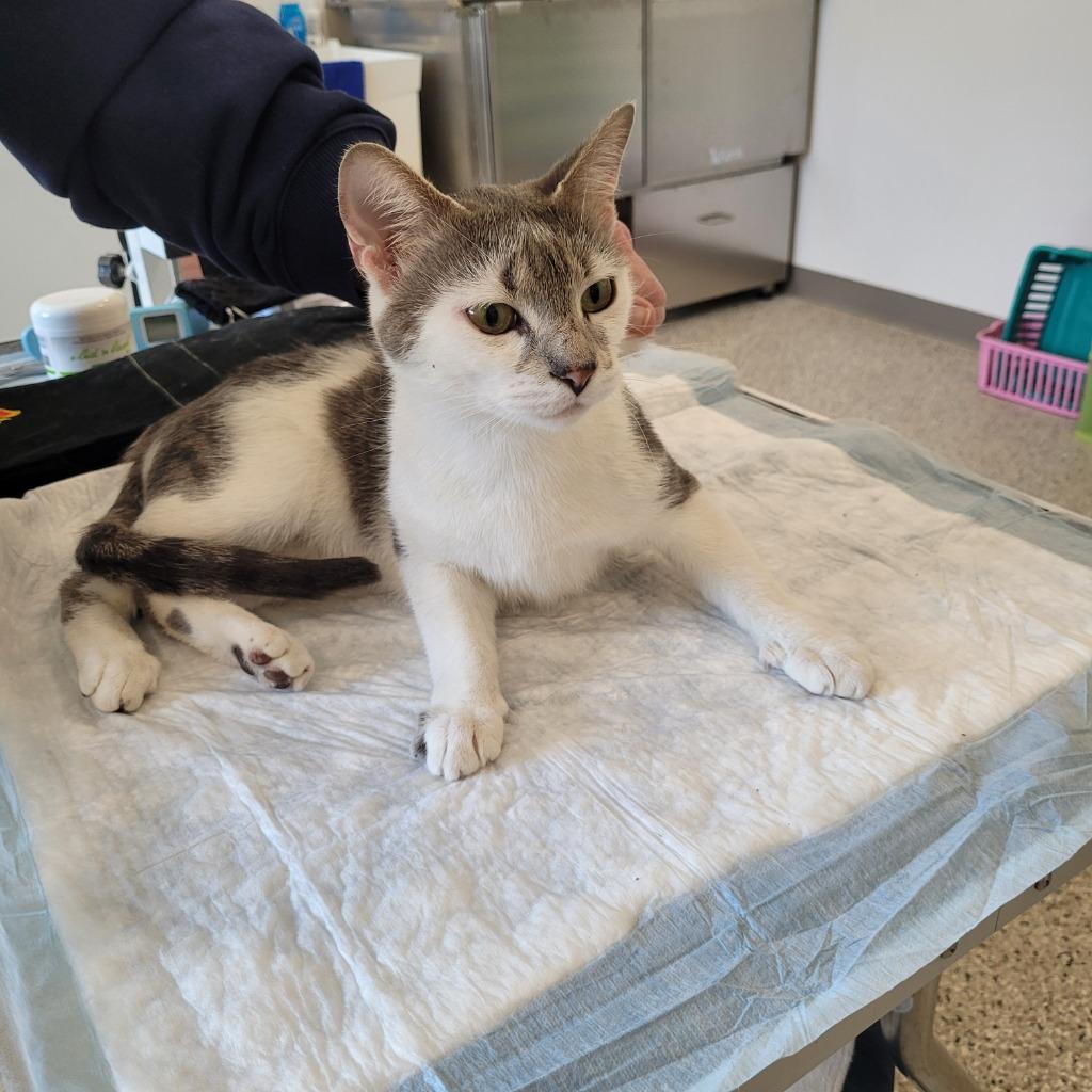 Louise, Adoptable, Adult Female Domestic Short Hair.