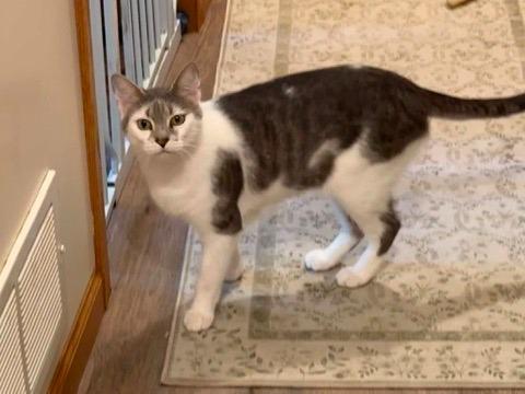 Louise, a Adoptable mixed breed in Grand Rapids, MN image 3/3