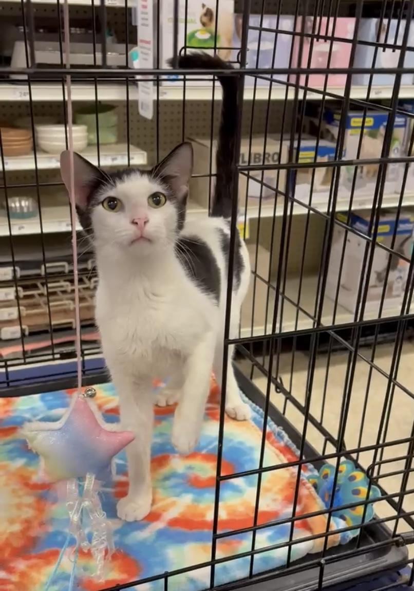 Hunter - North Conroe Petsmart photo