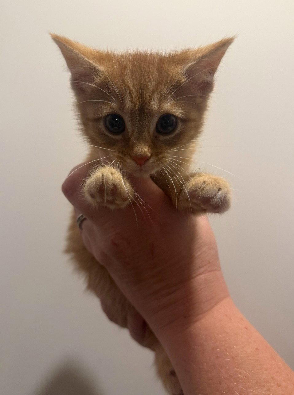 *May, a Adopted Domestic Short Hair in Forest, VA image 1/2