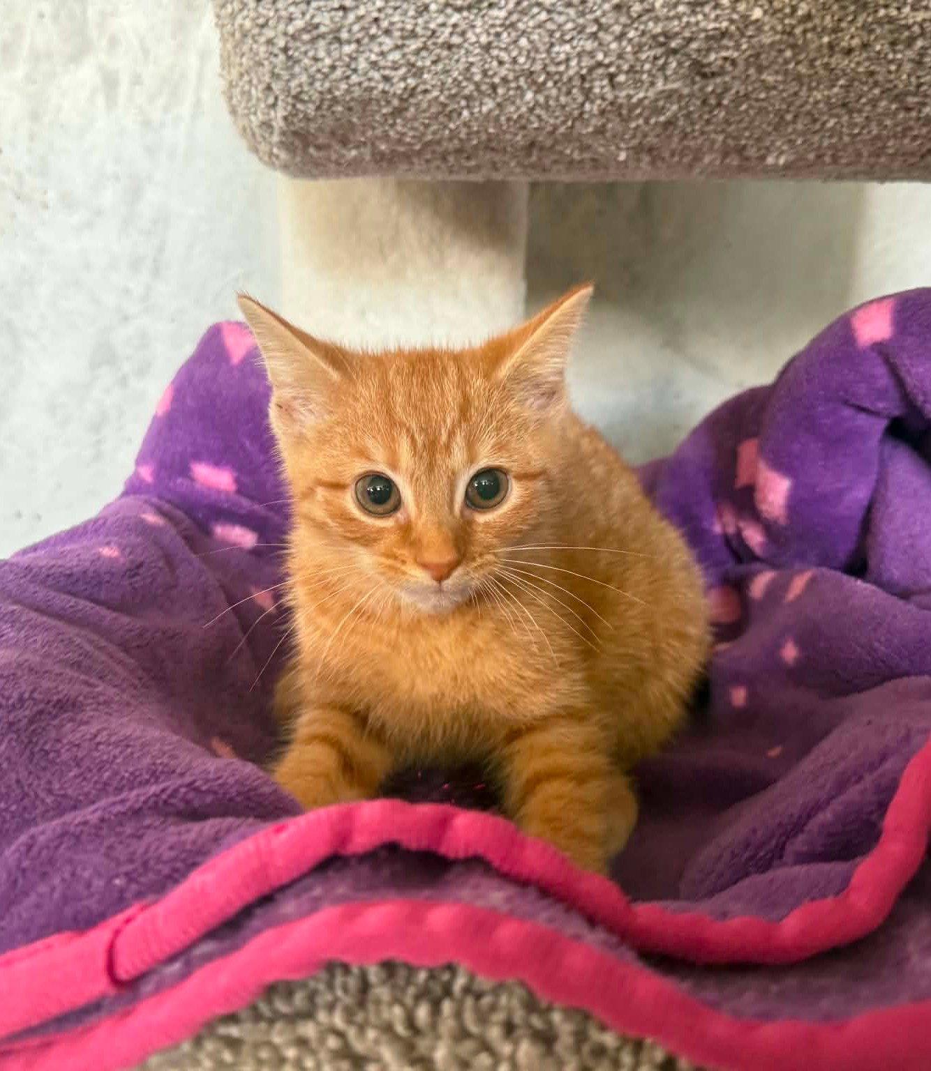 *May, a Adopted Domestic Short Hair in Forest, VA image 2/2