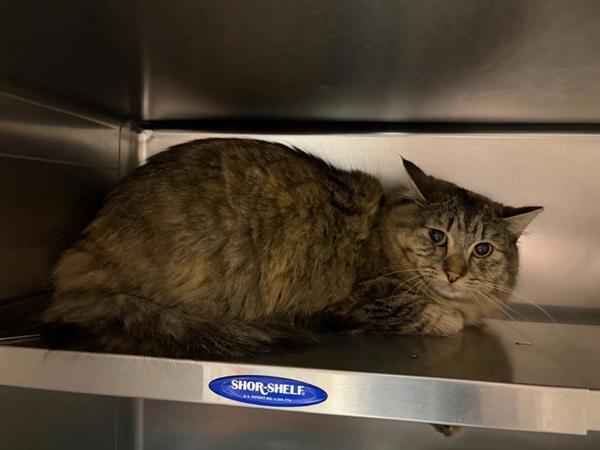 Fig, Adoptable, Adult Female Domestic Medium Hair.