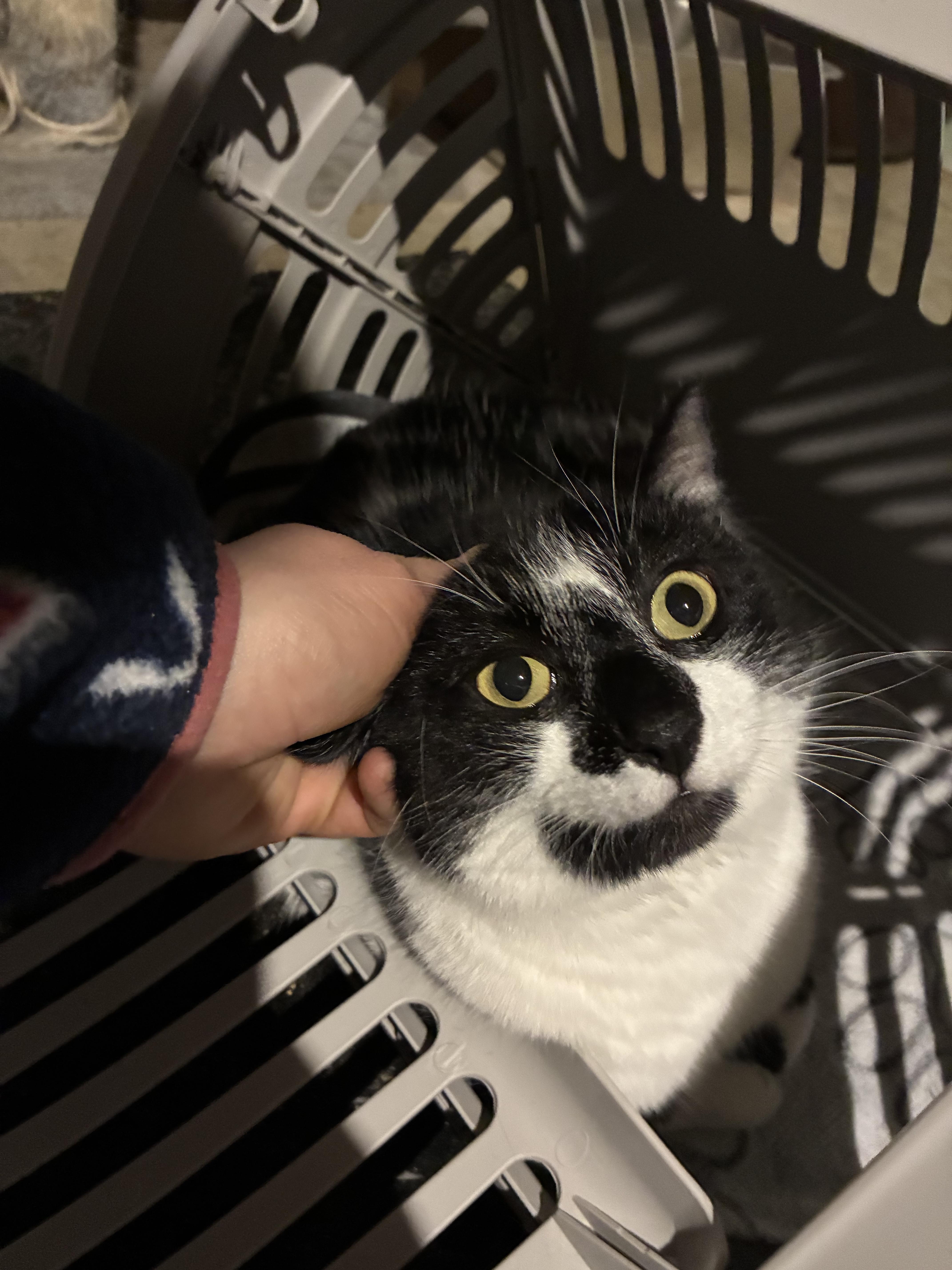 Phoebe, ADOPTABLE, Adult Female Domestic Short Hair.