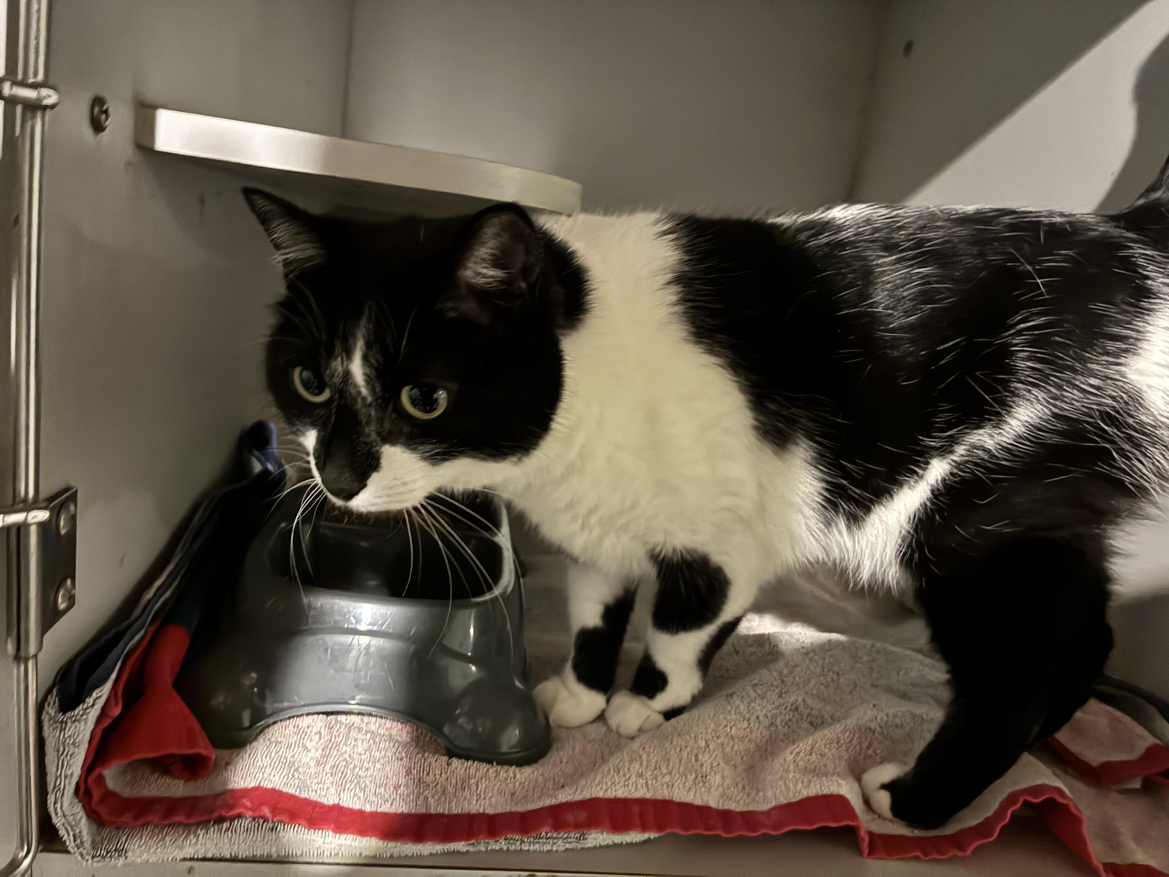 Enlarge Phoebe, a ADOPTABLE Domestic Short Hair in Ashland, IL image 2/2