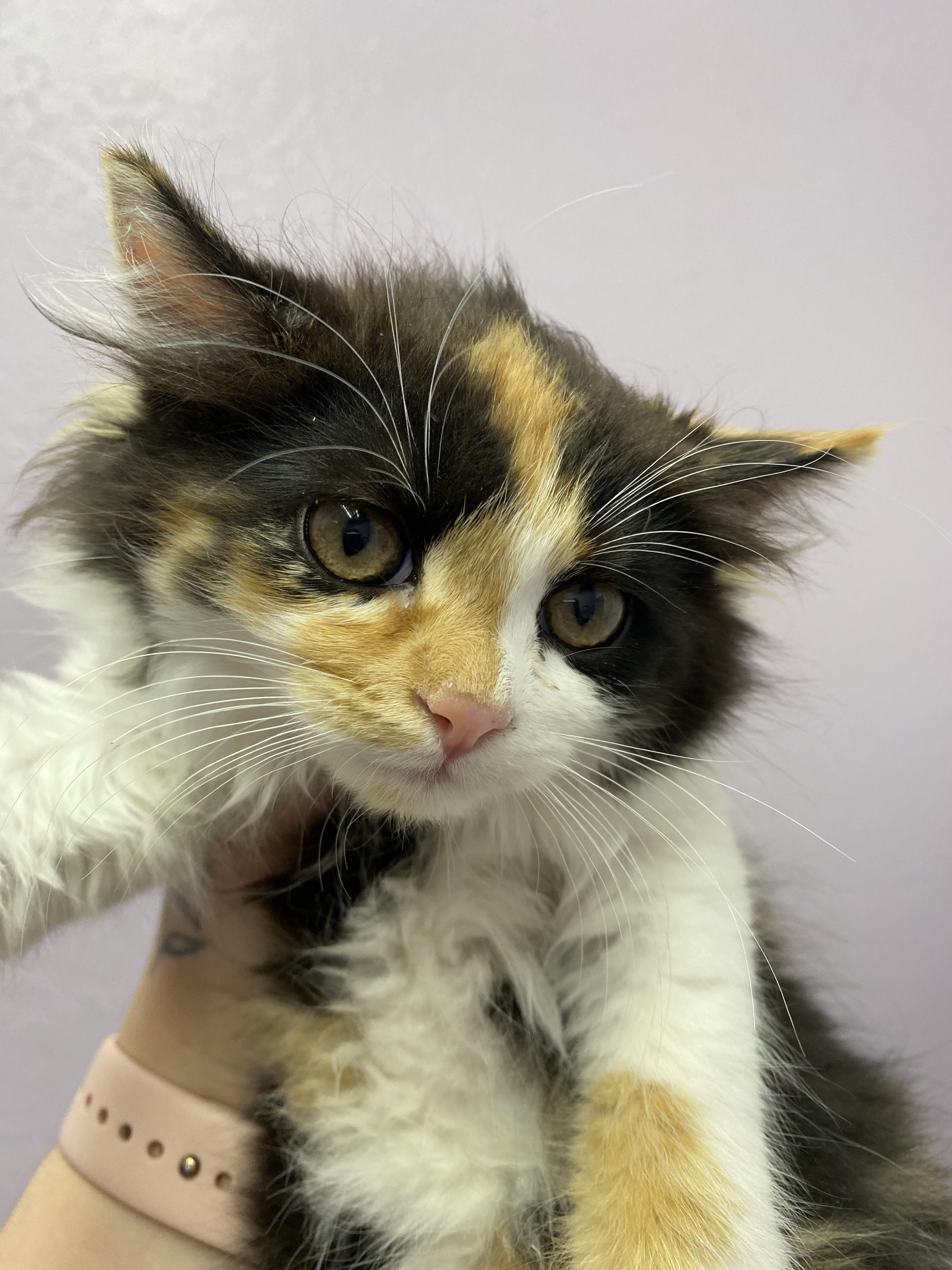 Marigold Merlot, Adopted, Young Female Domestic Long Hair.