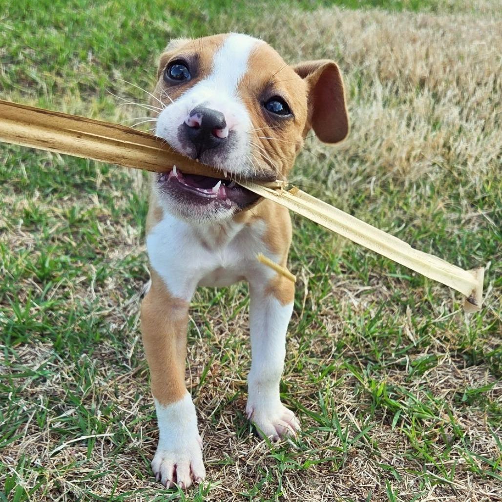 Enlarge Emerald, a Adoptable Mixed Breed in Raleigh, NC image 1/4