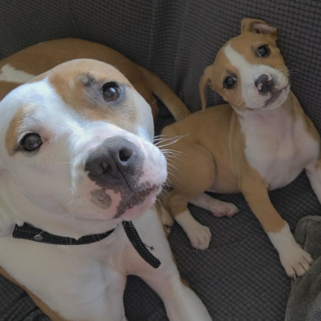 Enlarge Emerald, a Adoptable Mixed Breed in Raleigh, NC image 2/4