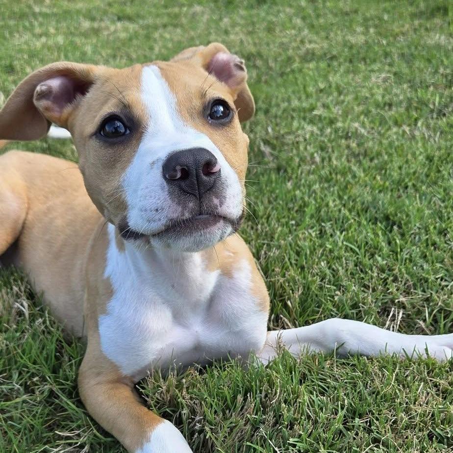 Emerald, a Adoptable Mixed Breed in Raleigh, NC image 2/3