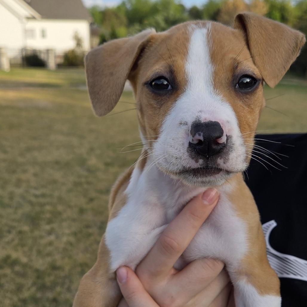 Enlarge Emerald, a Adoptable Mixed Breed in Raleigh, NC image 3/4