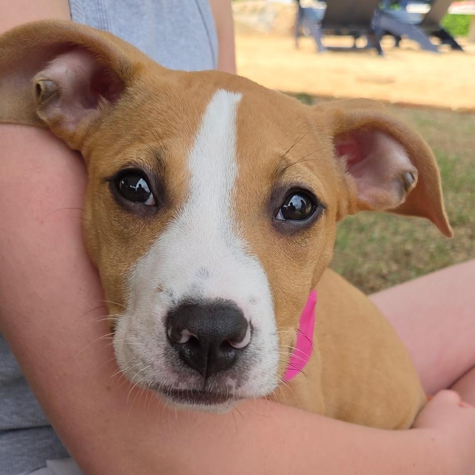 Enlarge Emerald, a Adoptable Mixed Breed in Raleigh, NC image 4/4