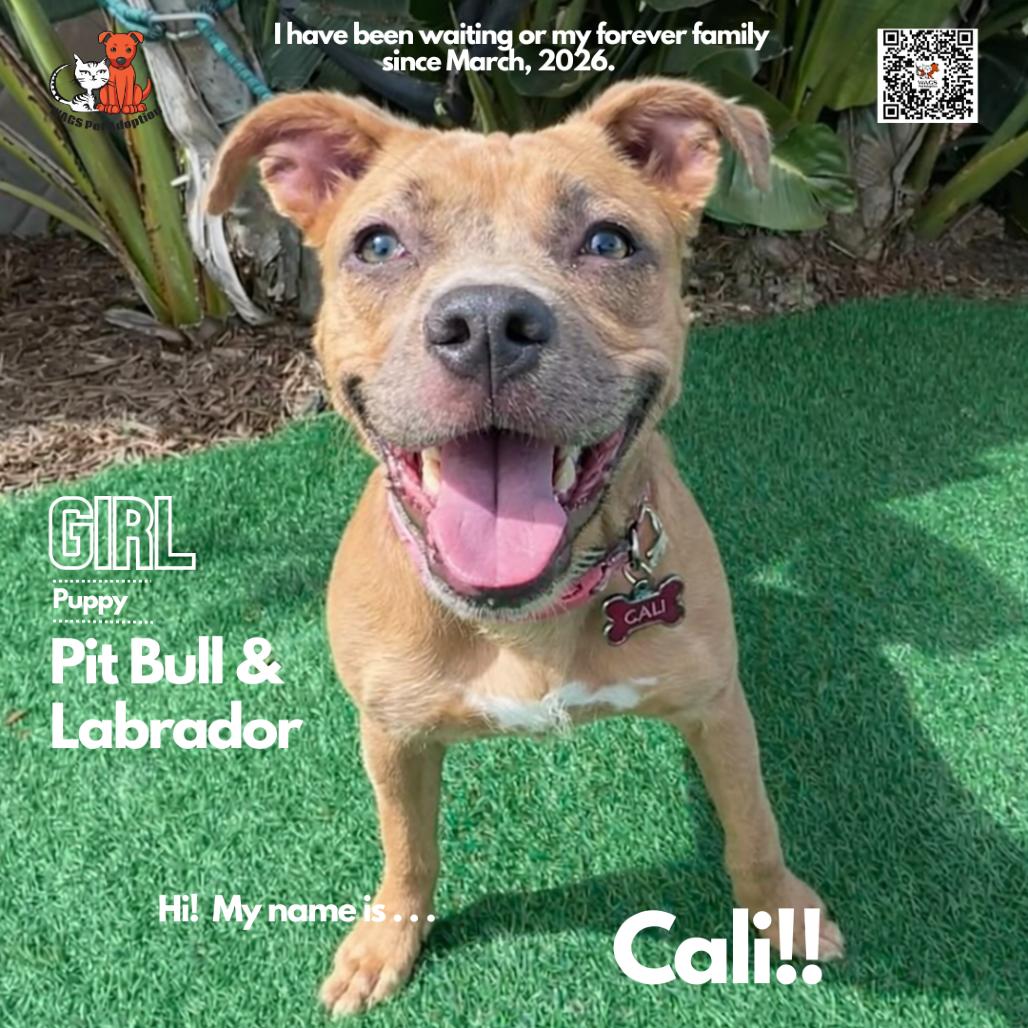 Cali, Adoptable, Young Female Pit Bull Terrier & Yellow Labrador Retriever.