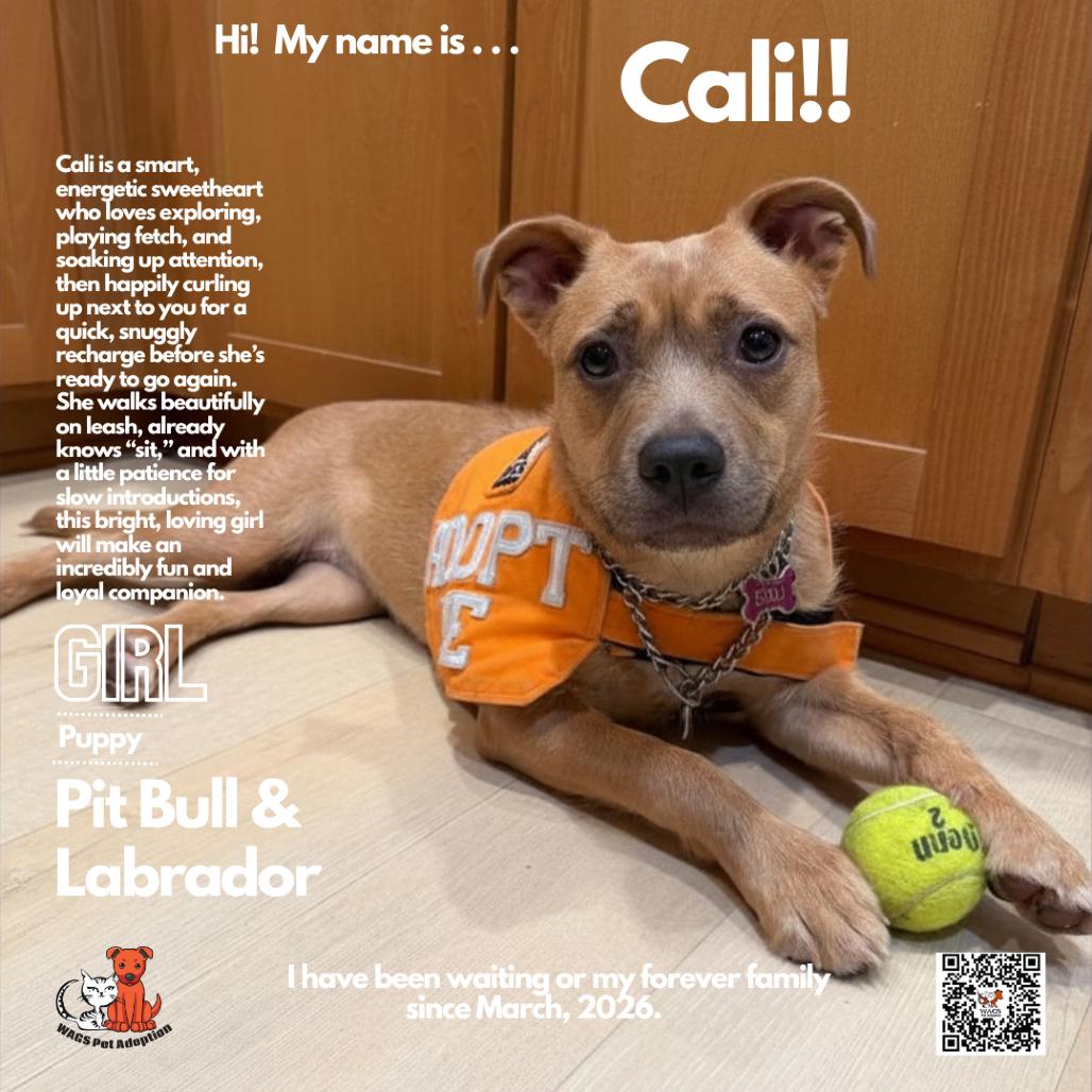 Enlarge Cali, a Adoptable mixed breed in Westminster, CA image 2/2