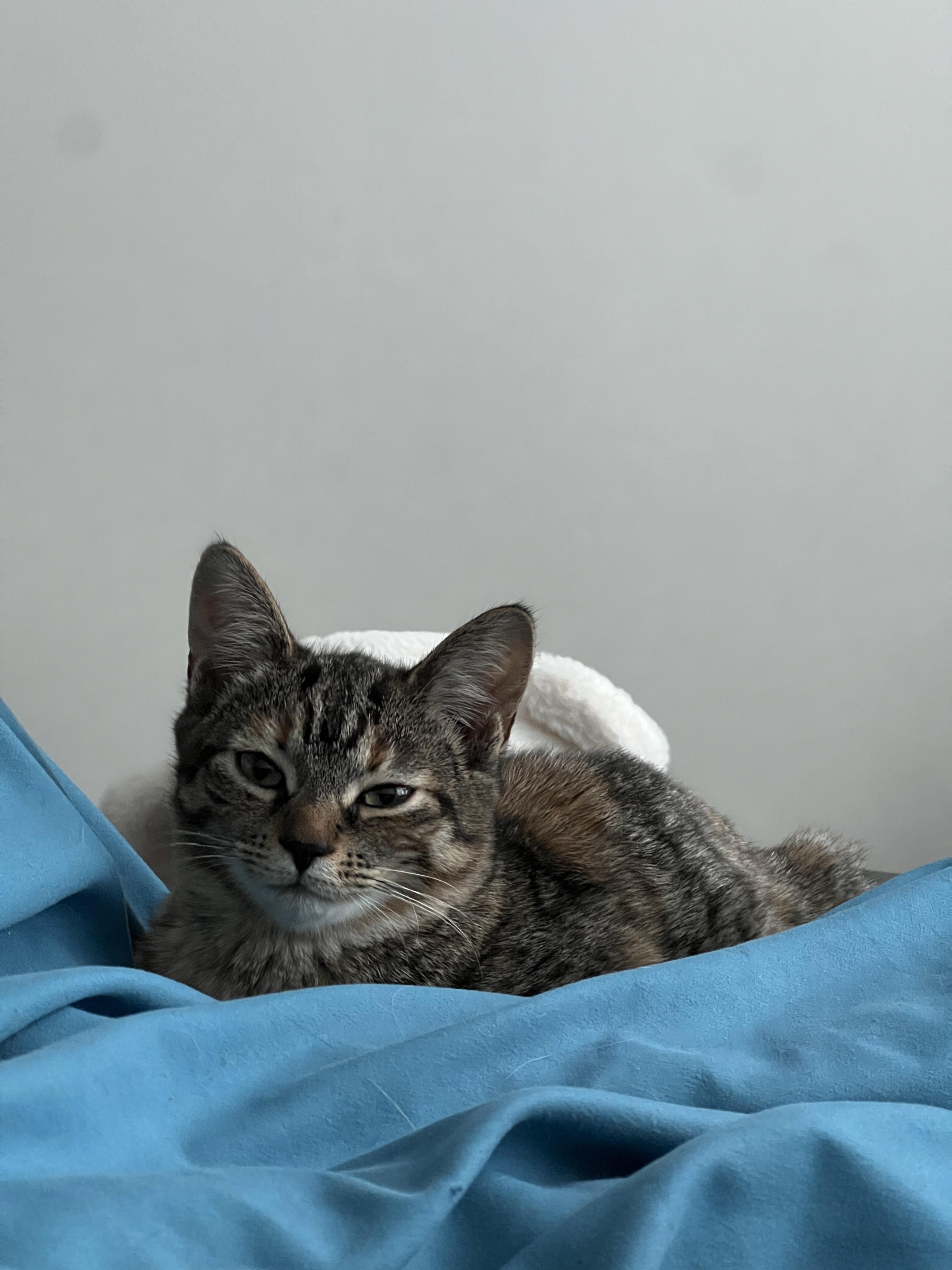 Enlarge Whiskey *MUST BE ADOPTED WITH JACK*, a ADOPTABLE Domestic Short Hair in Toronto, ON image 5/5
