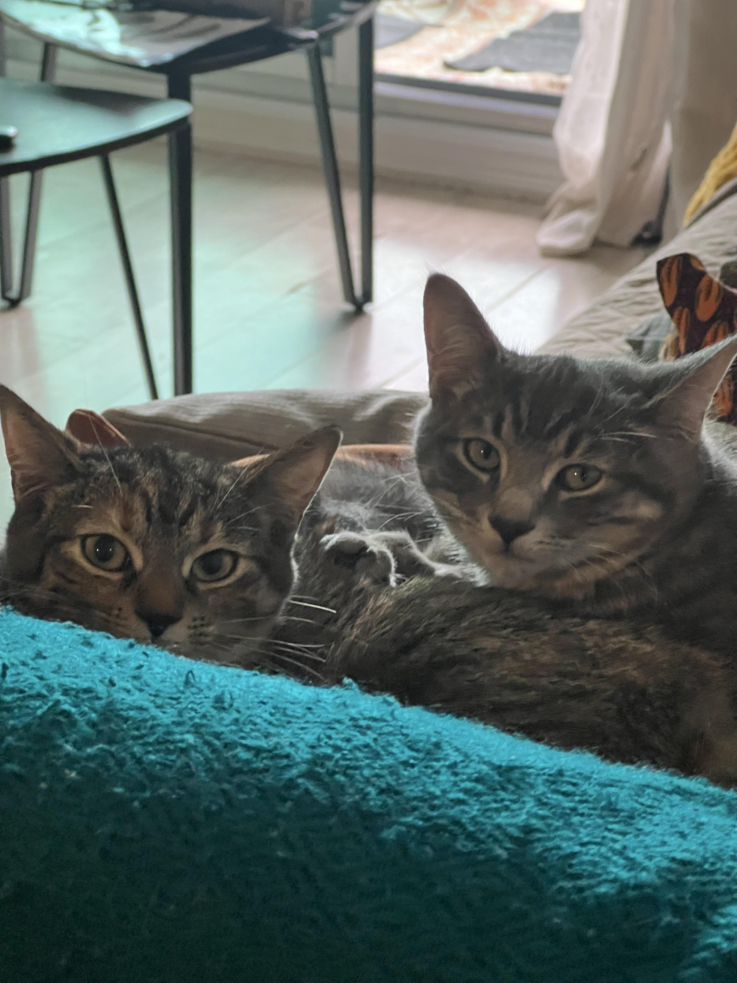 Enlarge Whiskey *MUST BE ADOPTED WITH JACK*, a ADOPTABLE Domestic Short Hair in Toronto, ON image 4/5