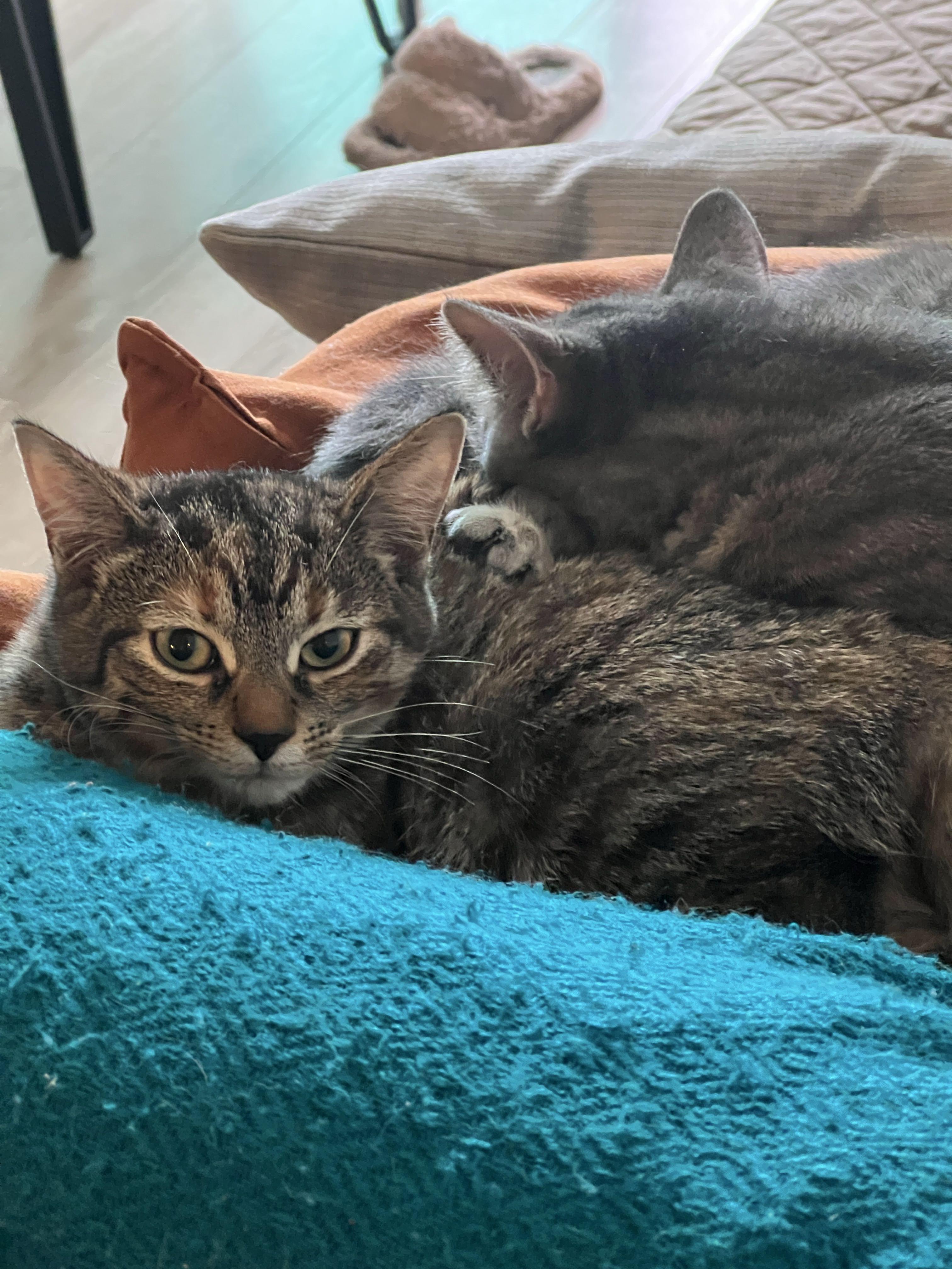 Enlarge Whiskey *MUST BE ADOPTED WITH JACK*, a ADOPTABLE Domestic Short Hair in Toronto, ON image 3/5